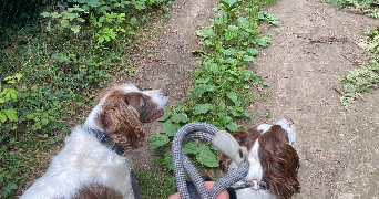 claire pet sitter à DOMONT 95330_3
