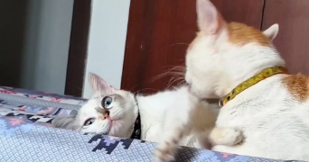 mahfoud rayan pet sitter à MULHOUSE 68200_2