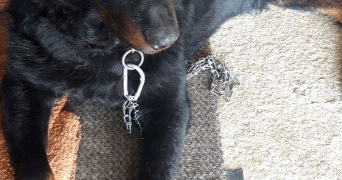 macil pet sitter à Bagneux 92220_2