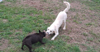 brenda pet sitter à FLORENSAC 34510_4