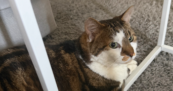 flavia pet sitter à CORMEILLES EN PARISIS 95240_2