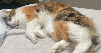 méline pet sitter à ST PRIEST 69800_3