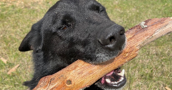 fleur pet sitter à CROZES HERMITAGE 26600_9