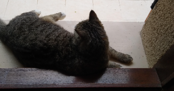 Emmanuelle pet sitter à NEUILLY SUR SEINE 92200_3