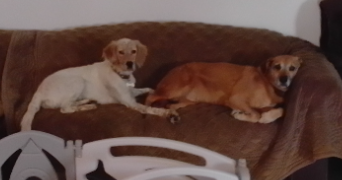 gisele dog sitter à GENTE 16130_6