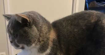 claude pet sitter à BRUMATH 67170_4