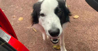 laëtitia pet sitter à ANDRESY 78570_6
