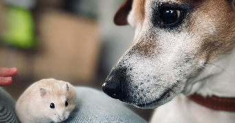 laura pet sitter à CHAMBOURCY 78240_6