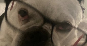 camille pet sitter à ALENYA 66200_2