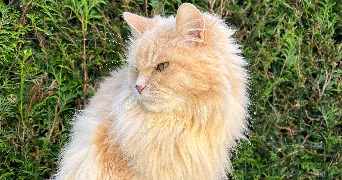 jessica pet sitter à BELFORT 90000