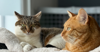 adeline pet sitter à DEOLS 36130_1