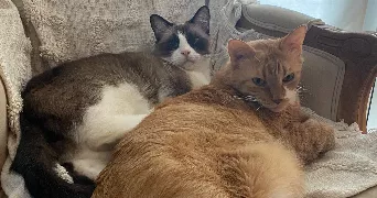 lucie pet sitter à TOULOUSE 31200