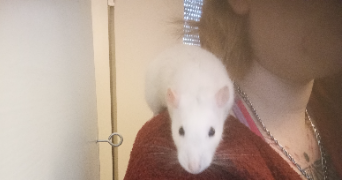 joane pet sitter à ROUEN 76100_2