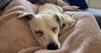 camille pet sitter à BLANQUEFORT 33290_4