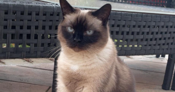 cassandra pet sitter à NOGENT LE PHAYE 28630_2