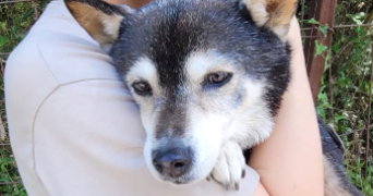 marylène pet sitter à LA NORVILLE 91290_6