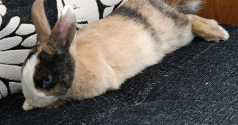 cassy pet sitter à BLANCS COTEAUX 51130_1