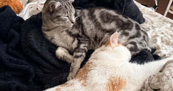 sarah pet sitter à TOULON 83000_1