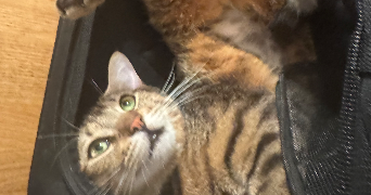 riko pet sitter à LYON 08 69008_4