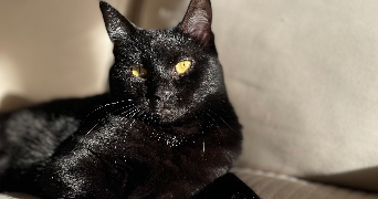 noemie pet sitter à BRIONNE 27800_1