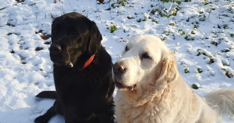 salomé pet sitter à CLAMART 92140_8