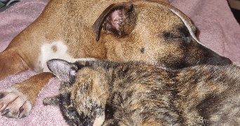 charlène pet sitter à STE GENEVIEVE 60730_7