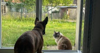 manon pet sitter à VERRIERES 10390_4