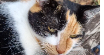 kessy pet sitter à MOUGINS 06250_3