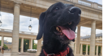 tara pet sitter à PARIS 12 75012_8