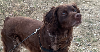 marjorie pet sitter à Montévrain 77144_3