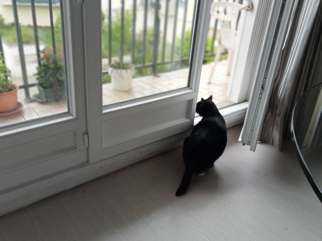 Akané cat sitter à Bourg-la-Reine 92340