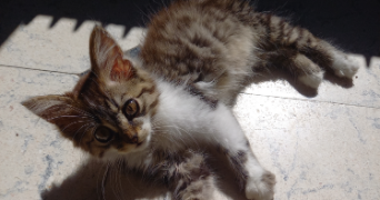 stéphanie pet sitter à LAUWIN PLANQUE 59553_1