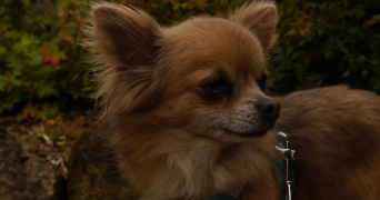 lucie pet sitter à CLERMONT 60600_2