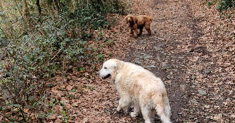 priscilla pet sitter à LORTET 65250_2
