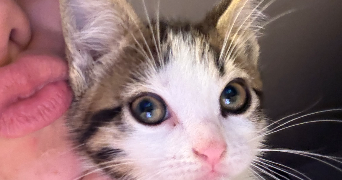 jessica pet sitter à ST CHRISTOLY DE BLAYE 33920_1