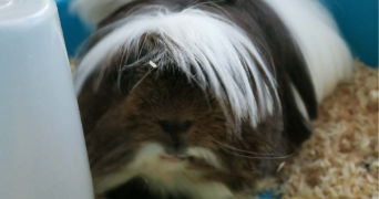 muriel pet sitter à VIDAUBAN 83550_0