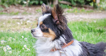 laura pet sitter à FRESNOY EN THELLE 60530_4