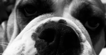 emilie pet sitter à LIMAS 69400_2