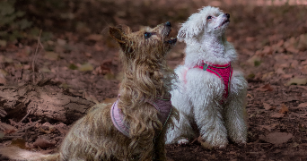 axelle pet sitter à NANCY 54000_10