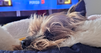 heidi pet sitter à CHEVILLY LARUE 94550_5