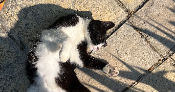 chérine pet sitter à MARSEILLE 01 13001_5