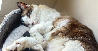 julie pet sitter à VILLEFONTAINE 38090_5