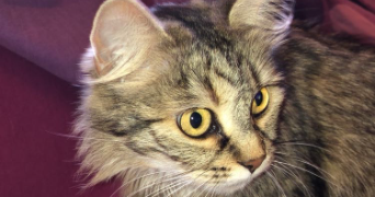 tesnim pet sitter à PONTOISE 95300_3