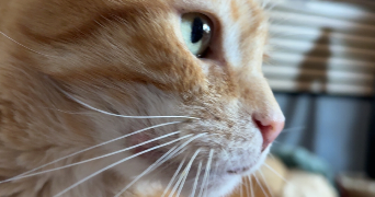 mégane pet sitter à BANDOL 83150_1