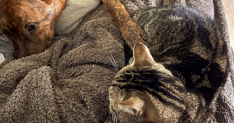 amélie pet sitter à REIMS 51100_4