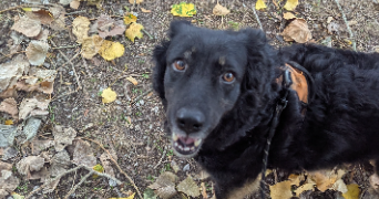 amandine pet sitter à ST LAURENT BLANGY 62223_2