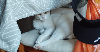 verena pet sitter à Clermont-Ferrand 63100_11