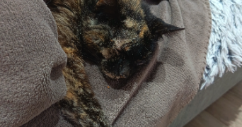 sylvie pet sitter à MIMIZAN 40200_0