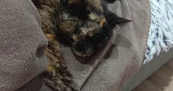 sylvie pet sitter à MIMIZAN 40200