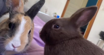 elise pet sitter à COULOUNIEIX CHAMIERS 24660_3